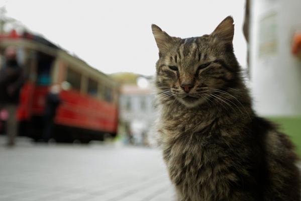 Кадр фильма Город кошек