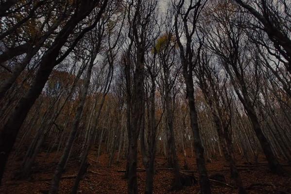 Кадр фильма Гретель и Гензель